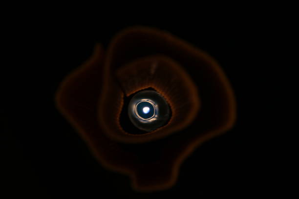 A conceptual depiction of a black hole with swirling energy and light effects, creating a mesmerizing cosmic visual. Great for space-themed or abstract projects.