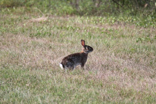 Florida White Rabbit Tail 70+ Florida White Rabbit Stock Photos, Pictures & Royalty-Free Images ...