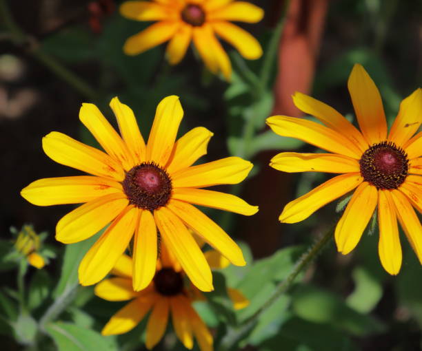 istock Yellow Coneflower blossoms in the garden 2189949234