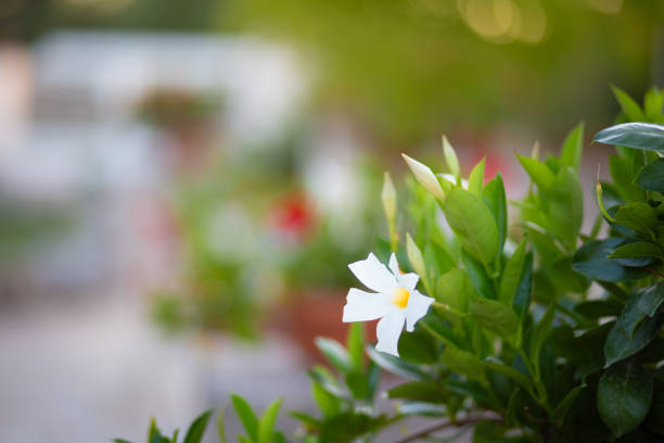 White flower in bloom close up still on a garden blurry background