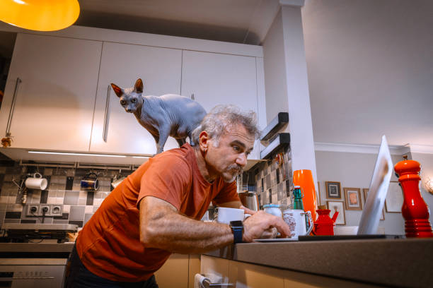 Mature man working from home in kitchen with sphynx cat on shoulders