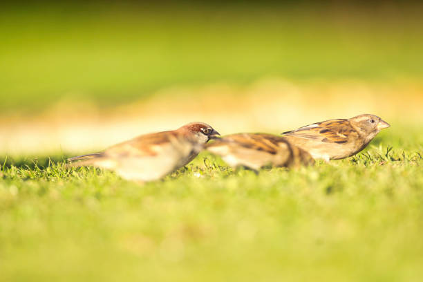 Sparrows looking for food on a suburban lawn. Focus on rear bird.