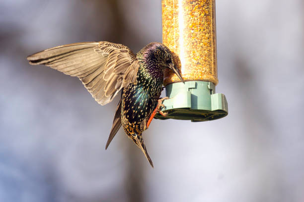 istock Starling awkwardly clinging onto a bird feeder 2189951470