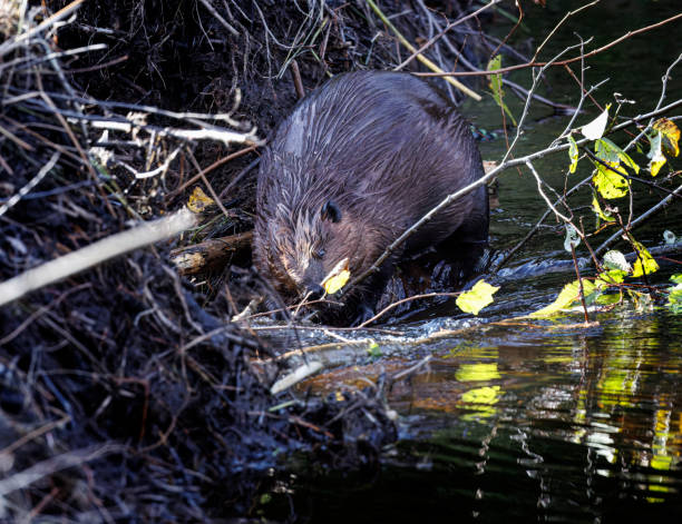 istock Beavers in Algonquin Park Ontario Canada 2189953922
