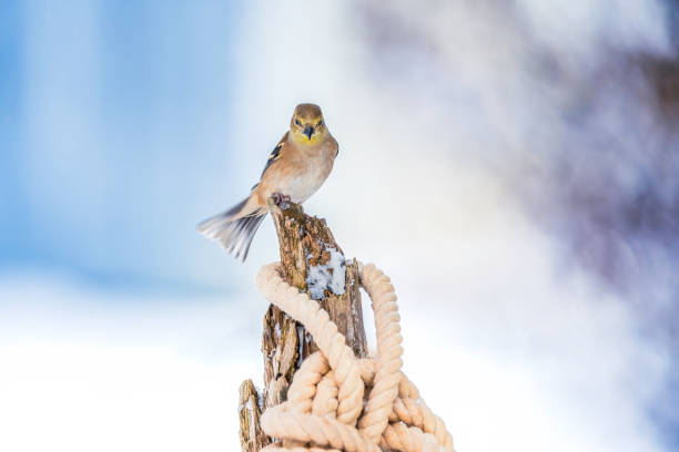 A captivating photo of an American goldfinch perched delicately in a snowy setting. The bird's muted winter plumage blends harmoniously with the frosty background, showcasing its natural charm and seasonal adaptation. Ideal for themes of wildlife, winter beauty, and nature's resilience.
