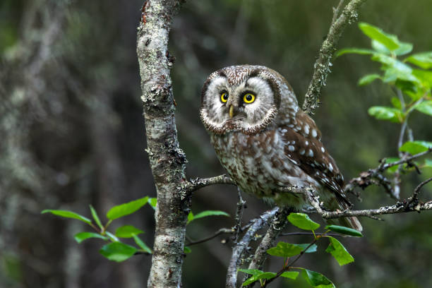 istock A small Boreal owl perched on a Birch and looking forward during a summer day in Riisitunturi National Park, Finland 2189955249
