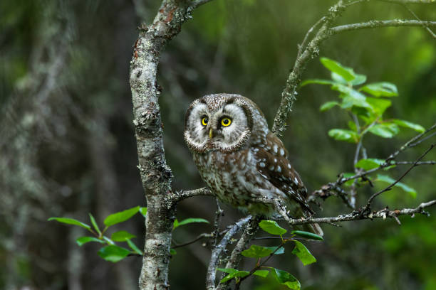 istock A small Boreal owl perched on a Birch and looking forward during a summer day in Riisitunturi National Park, Finland 2189957437