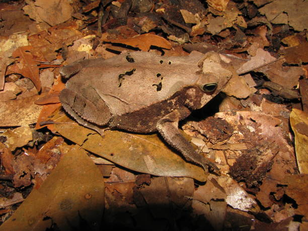 Leaf toad Rhinella margaritifera brazilian tree frog stock pictures, royalty-free photos & images