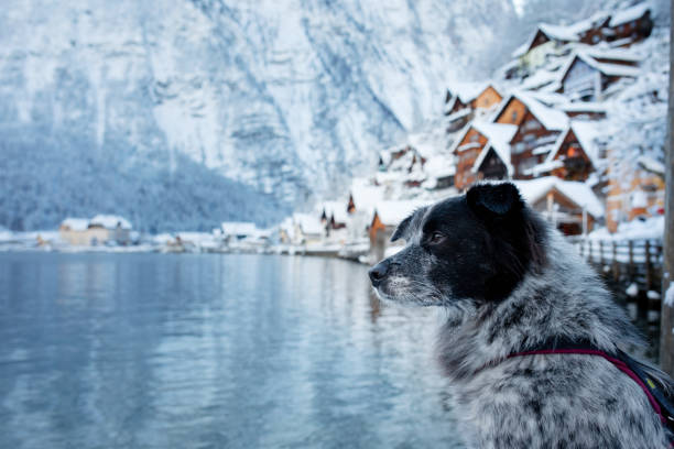 istock Spotted dog by a snowy mountain lake 2189958641