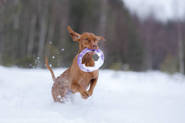 A Nova Scotia Duck Tolling Retriever leaps through the snow, holding a frisbee in its mouth. The dynamic motion contrasts with the still and snowy background, showcasing playful energy in a winter setting.