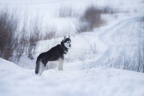 istock Siberian Husky in snowy landscape 2189958663