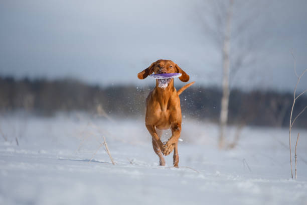 A Nova Scotia Duck Tolling Retriever jumps high to catch a frisbee in a snow-covered field during a bright winter day. The playful moment showcases the dog's energy in a crisp, cold landscape.