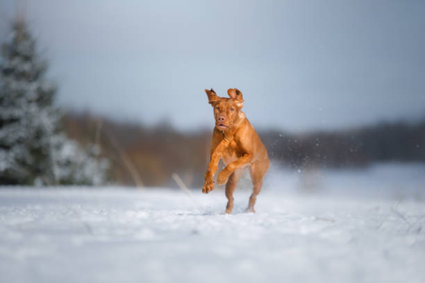 istock Running dog in snowy field 2189958672