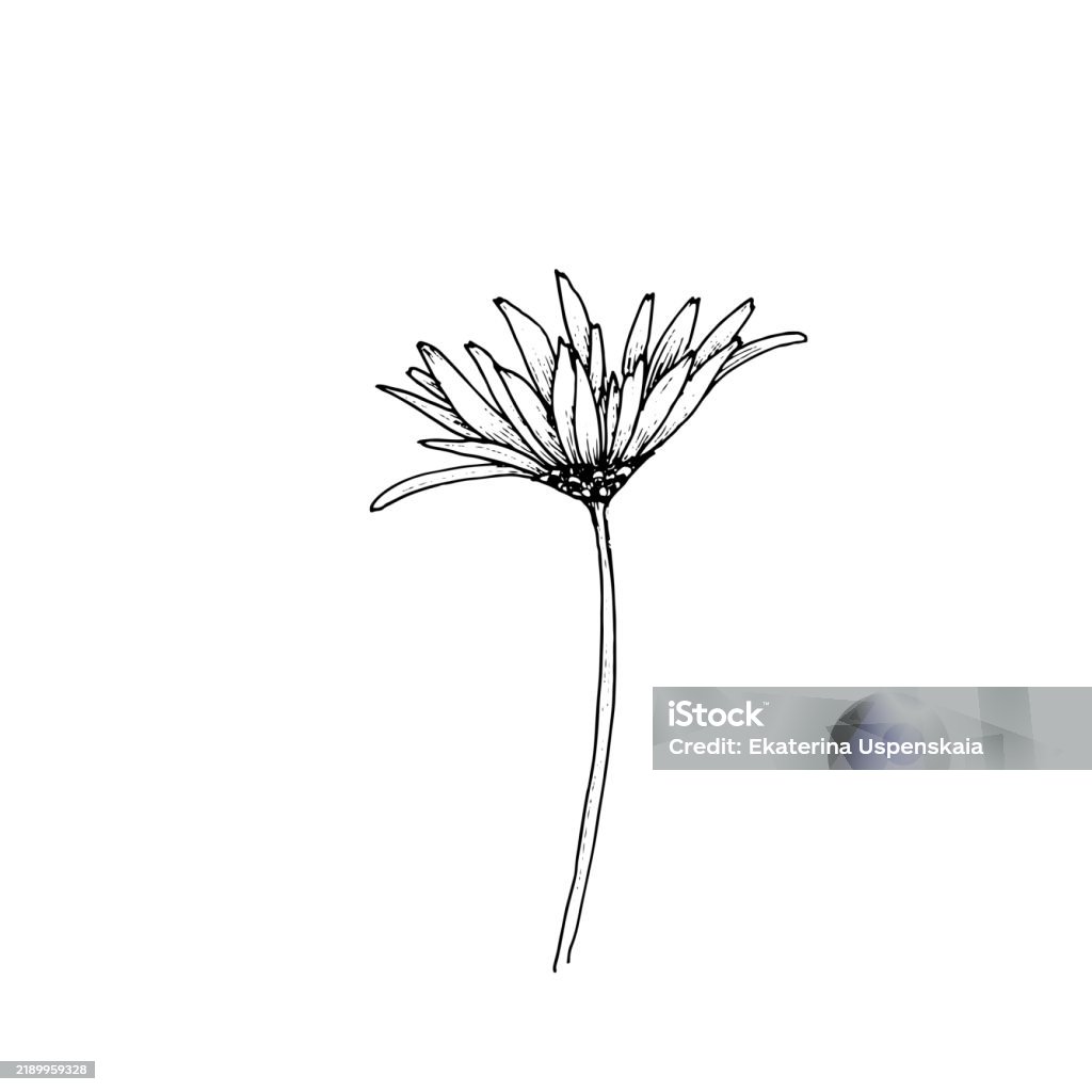 Spring Flowers Black And White Graphics Stock Illustration - Download ...