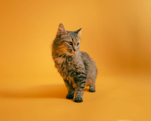 istock Tabby Cat - Yellow Studio Portrait - Full Length 2189960734