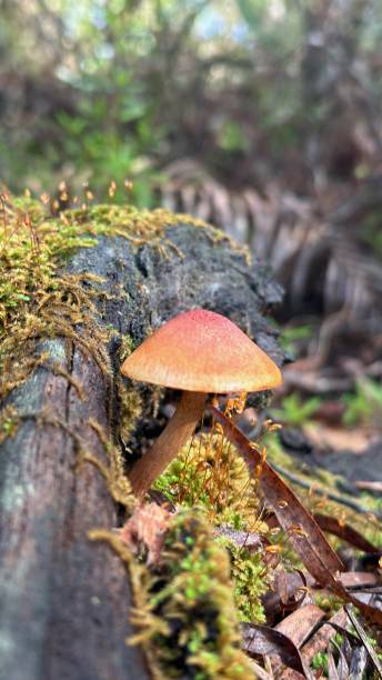 istock Mushroom growing on a fallen decaying log. 2189961100