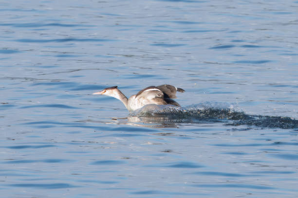 istock Great crested landing on the blue water of the river. 2189964229