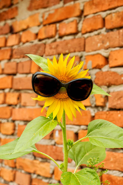 Sunflower in sunglasses against a brick wall