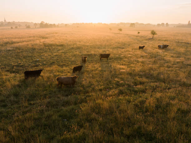 Bulls and cows graze in a field in summer at sunrise.