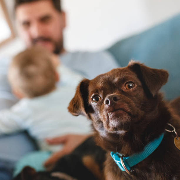 istock Family Dog at Home 2189965072