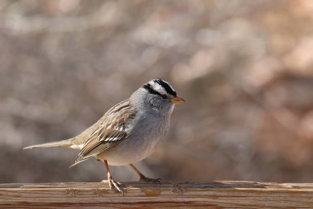 istock White-crowned Sparrow (zonotrichia leucophrys) perched on rough wooden board 2189965495