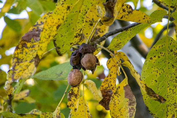 Colorful details of fall leaves turned for autumn season，Aesculus turbinata