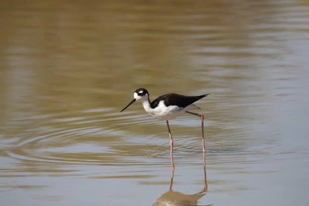 istock Black-necked Stilt (himantopus mexicanus) wading in shallow water 2189966069