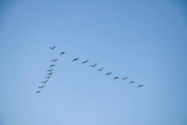 istock A flock of wild ducks flying in the blue sky 2189966112