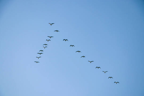 istock A flock of wild ducks flying in the blue sky. 2189966115