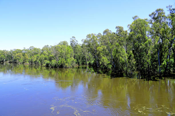 This image brings back memories of the devastating 2022 floods that left a trail of destruction in its wake. The recent surge in water levels has prompted authorities to issue warnings to residents and businesses in the affected areas, with many evacuating to higher ground. The usually bustling tourist town of Echuca, known for its historic port and scenic river cruises, has come to a standstill as the Murray River continues its relentless rise.