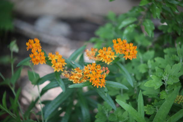 Orange blossoms of a butterfly weed plant