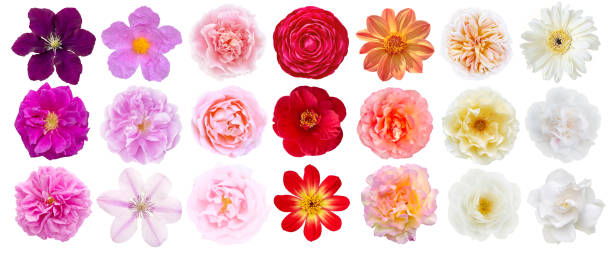 istock Flowers set top view isolated on white background 2189971878