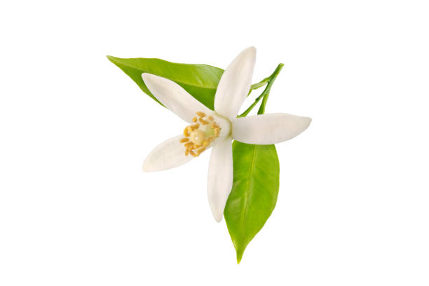 istock Orange tree blossom or neroli flower with leaves closeup isolated on white.Orange tree blossom or neroli flower with leaves closeup isolated on white. 2189971908