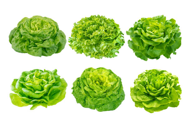 Green lettuce salad set isolated on white.