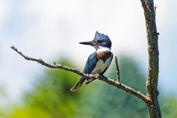 The belted kingfisher (Megaceryle alcyon) Migration bird native to North America. The kingfisher is often seen perched on trees, posts, or other convenient vantage points near the water.