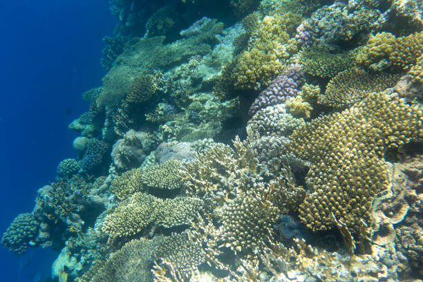 Beautiful sea flowers in underwater world with corals