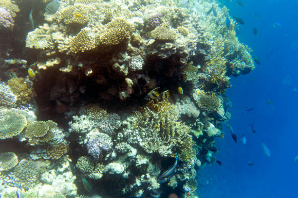 A nice photo of coral reef in Egypt