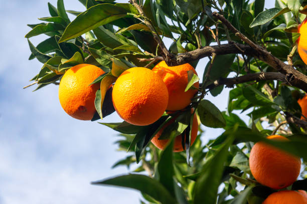 istock Oranges to the sky: the perfect contrast between fruit and nature. 2189978526