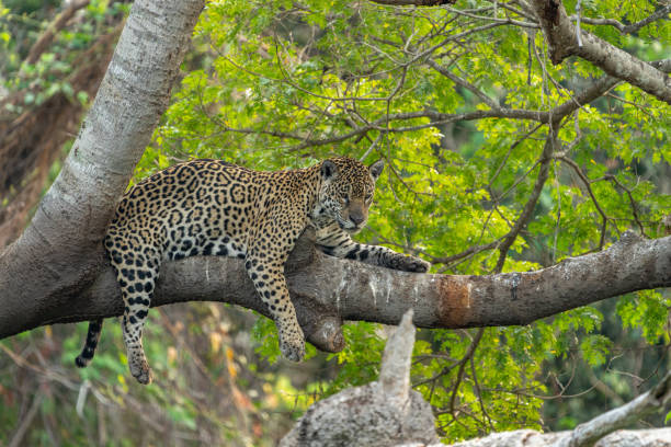 istock Jaguar lying on branch in tree over Black River 2189979861