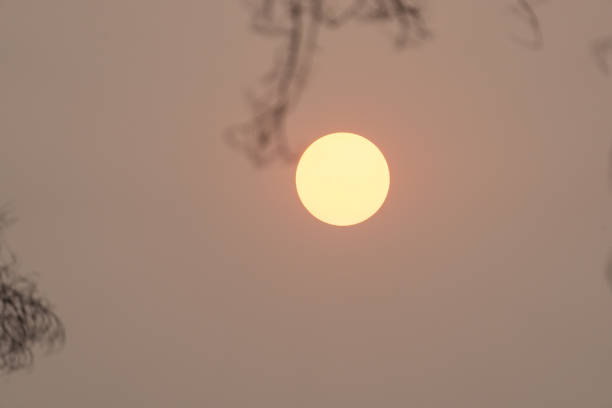 Glow of sun through smokey sky and insilouette trees in October.