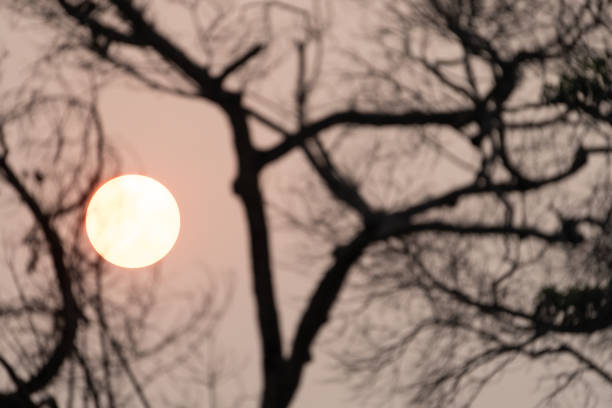Glow of sun through smokey sky and in silouette leafless trees in October.