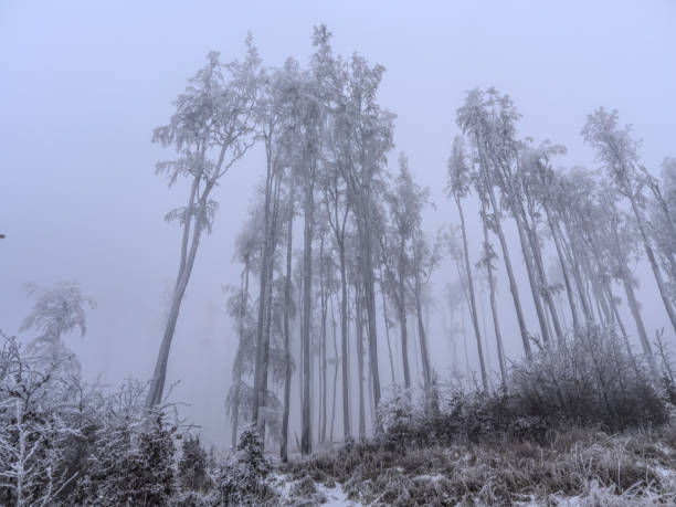 Beautiful frost forest