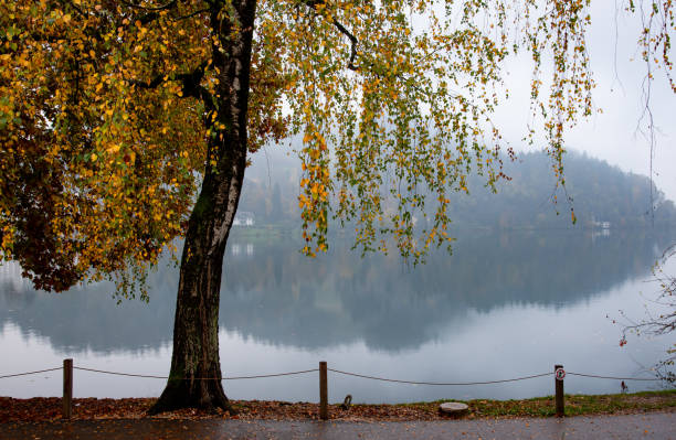 istock Birch tree with autumn leaves overhanging a misty lake 2189985530