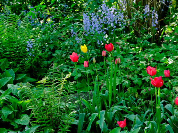 istock Garden photos 2189985846