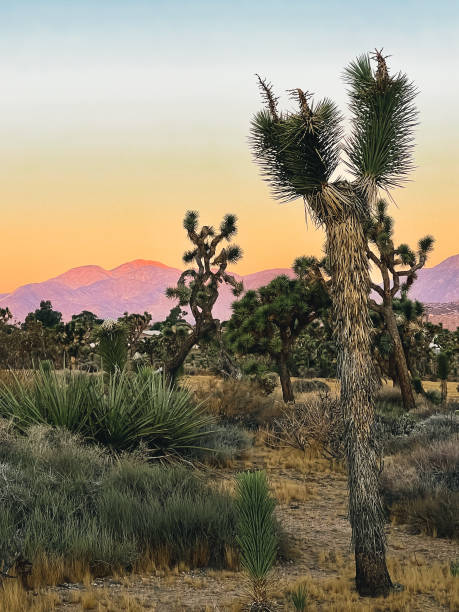 Sunrise in Joshua Tree national park