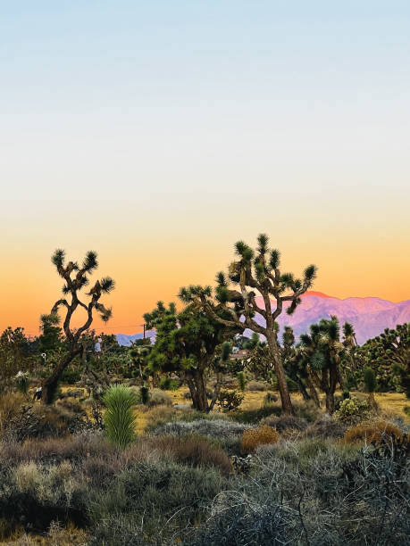 istock Sunrise in Joshua Tree national park 2189990375