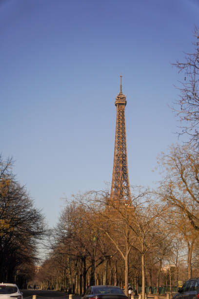 The Eiffel Tower rises above leafless winter trees under a clear blue sky. A serene urban view capturing Paris's charm during a crisp morning.