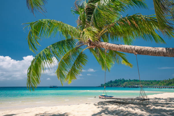 istock Coconut trees on beach, Sri Lanka 2189997419