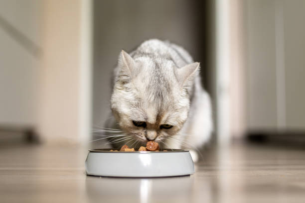 istock Cat enjoying a meal from a white bowl in a cozy indoor environment during daytime 2189997668