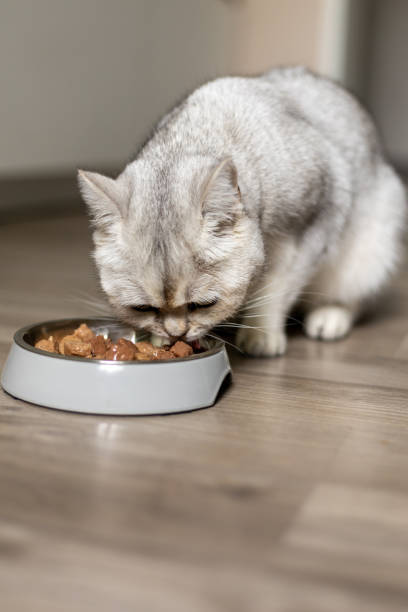 istock Fluffy cat enjoying a meal in a cozy indoor setting during the afternoon 2189997686